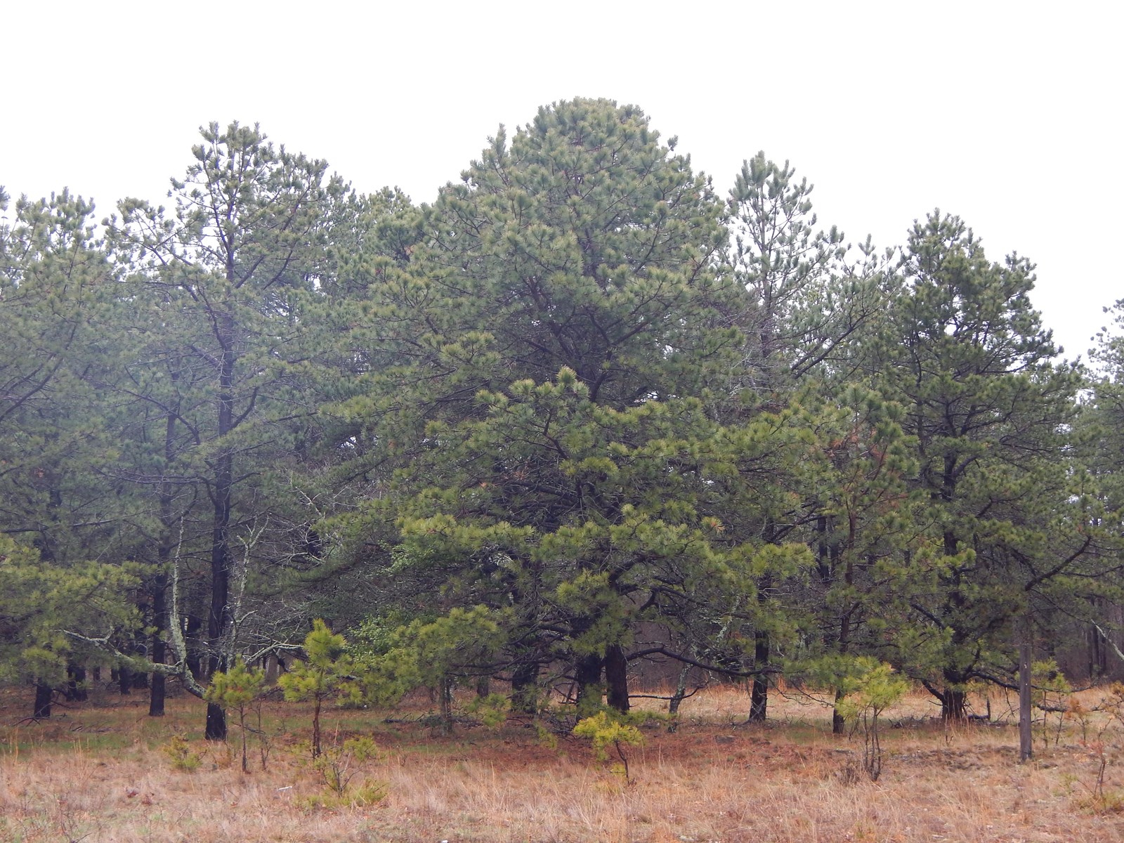 pine_trees_Manorville_DSCN9350