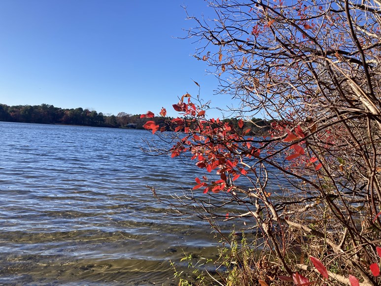 foliage by water