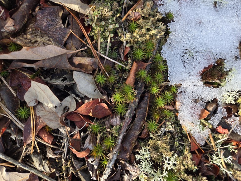 winter pine floor