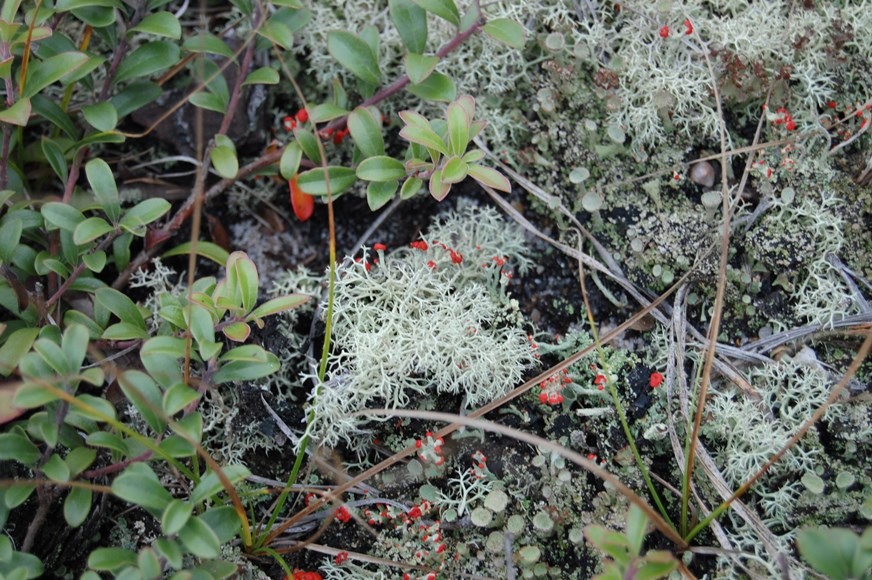 lichen