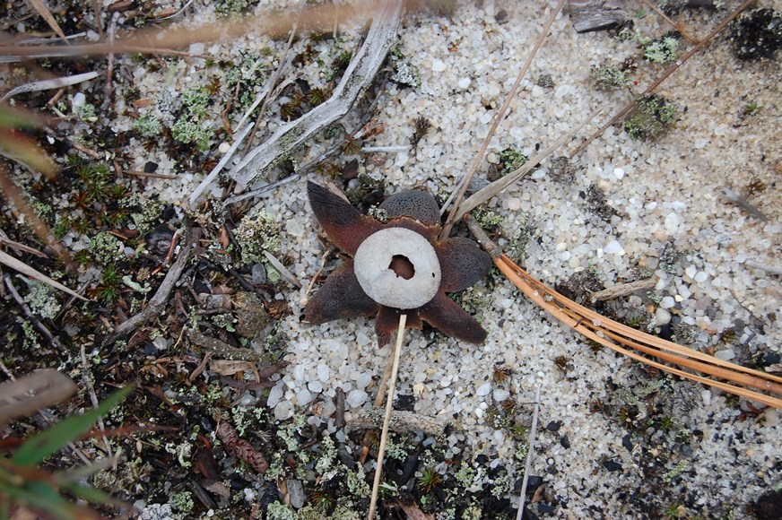 earth star