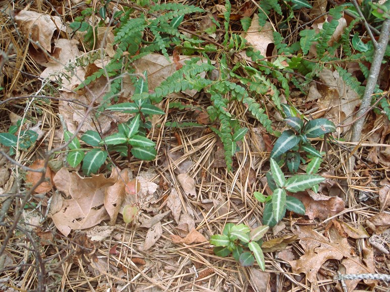 winter groundcover