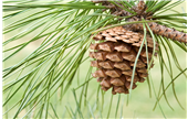 pine cone image