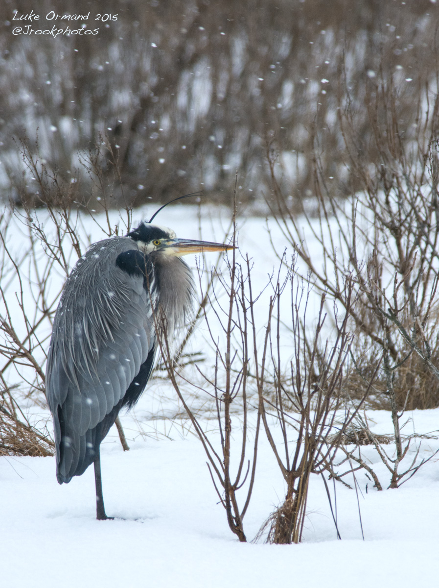 great blue heron in the snow
