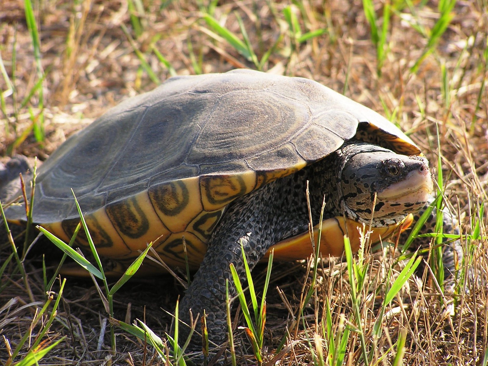 Diamond_Back_Terrapin