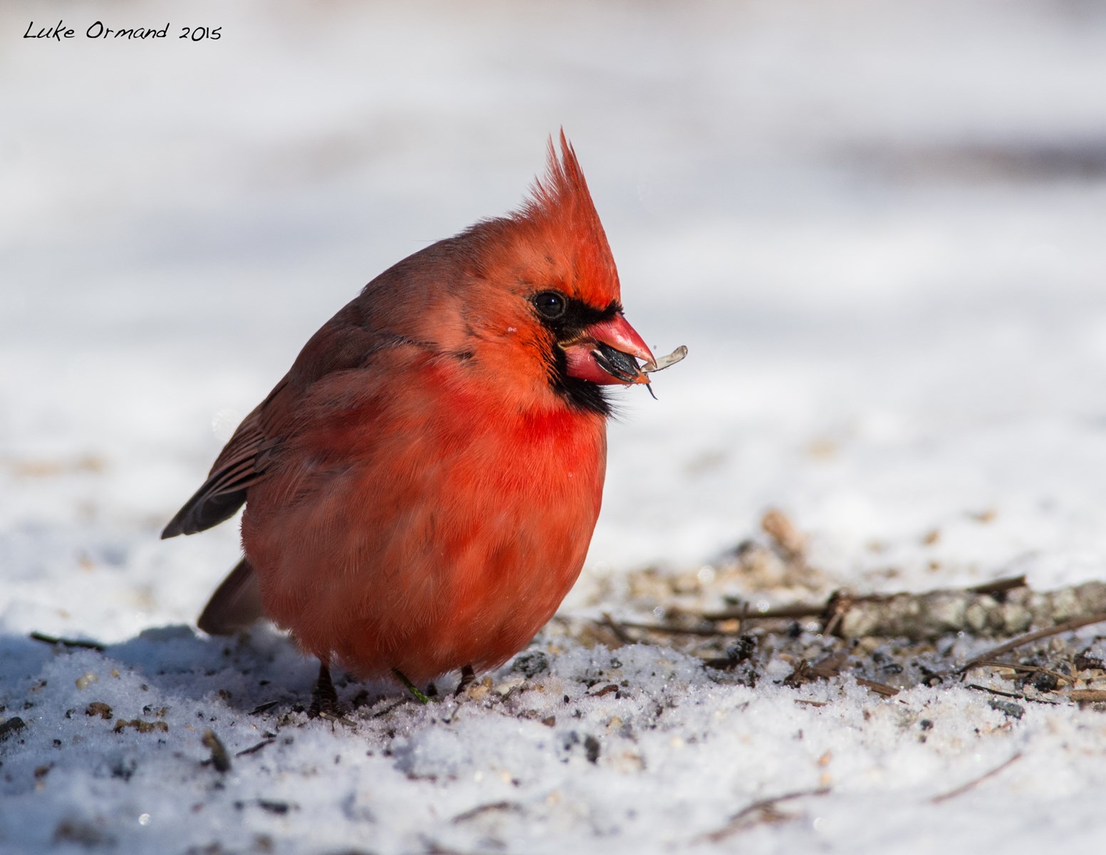 Red_Cardinal