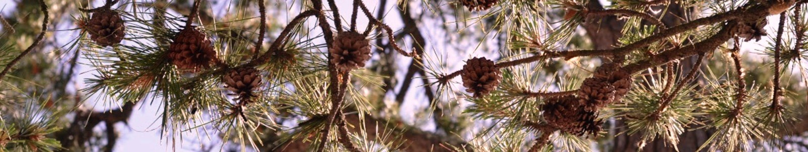 pine_cone_banner_3
