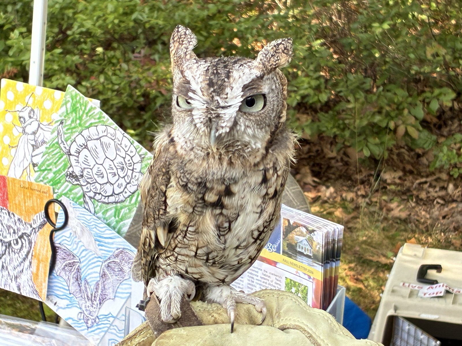 screech_owl