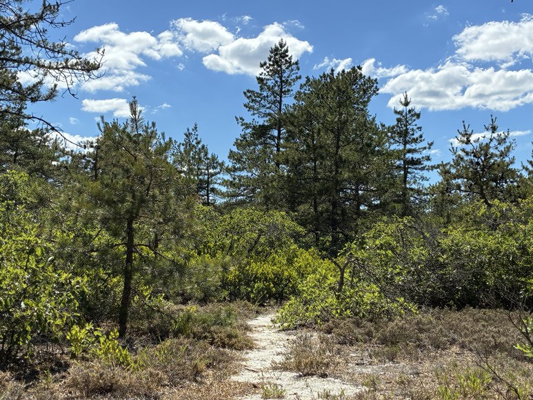 dwarf pine plains