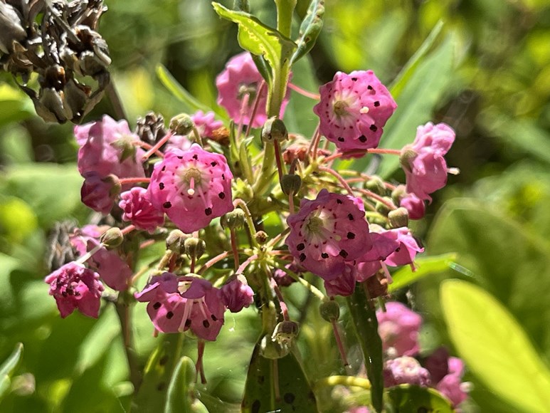 sheep laurel