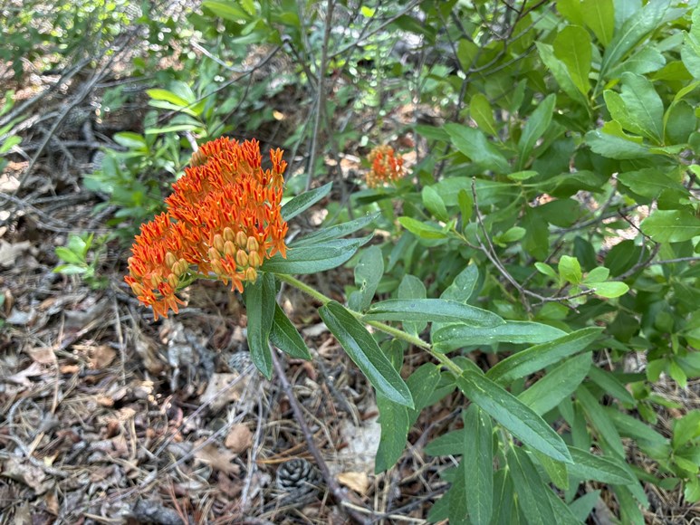 Butterfly milkweed