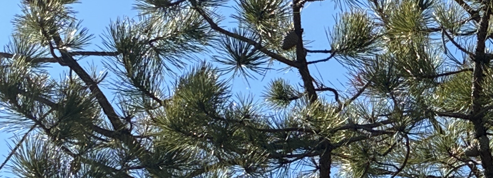 Southampton Community Wildfire Protection Plan