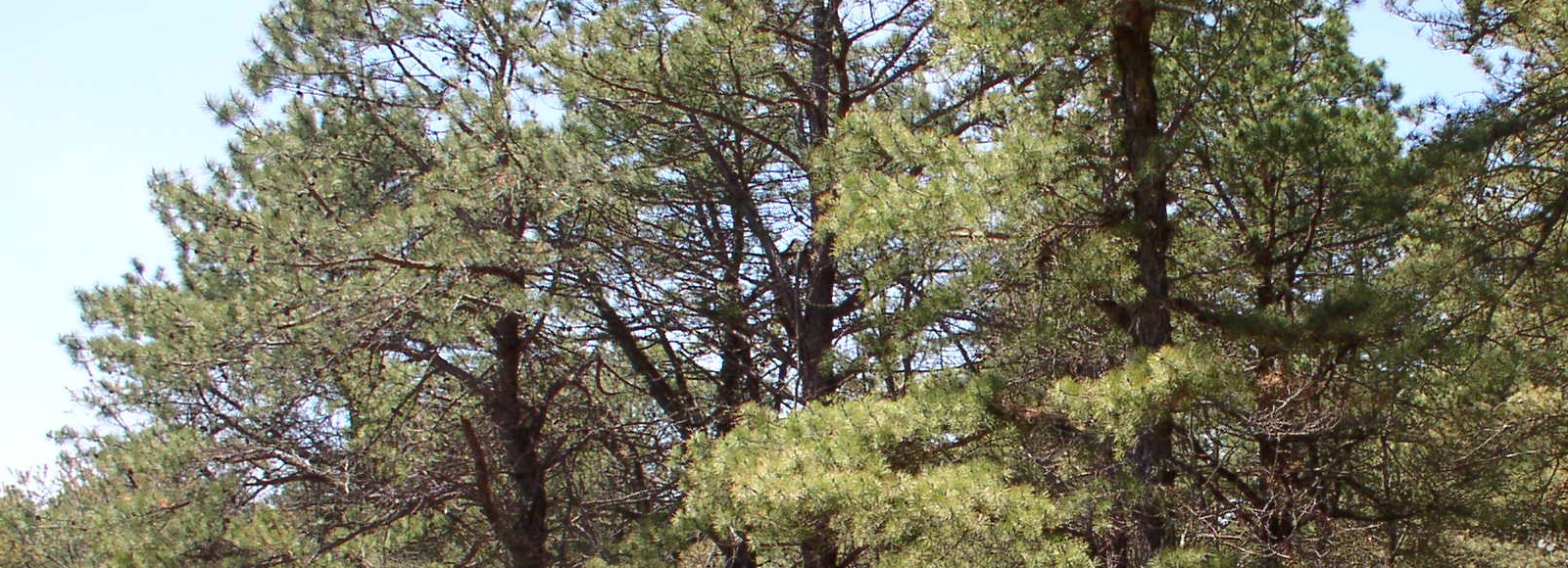 Southampton Community Wildfire Protection Plan