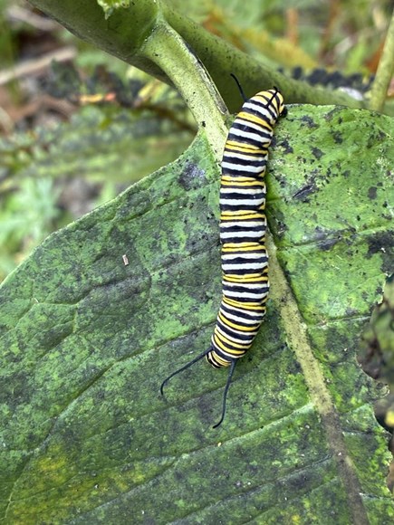 monarch cat at Wertheim