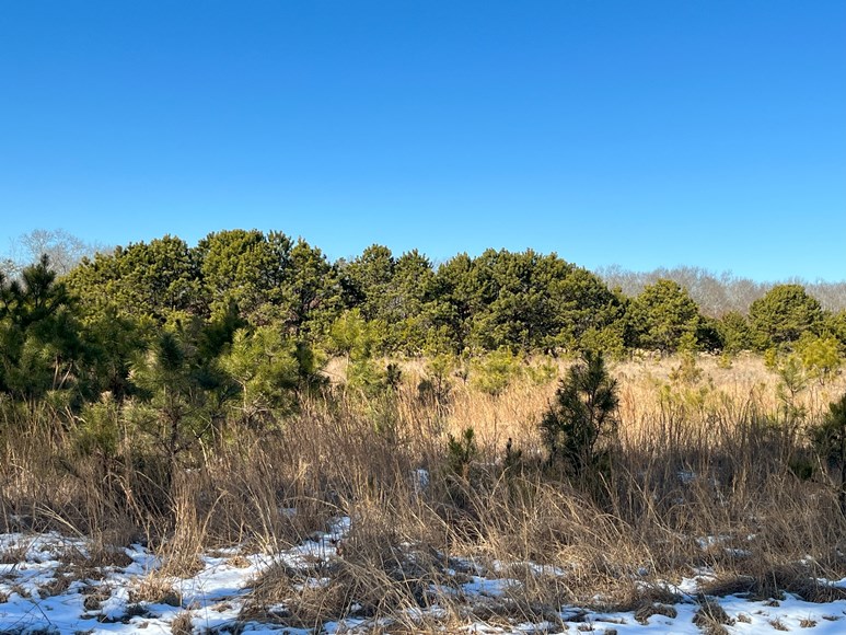 Snow in the Pine Barrens in East Quogue