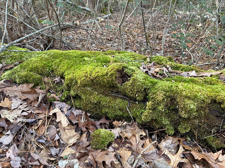 moss at QWR
