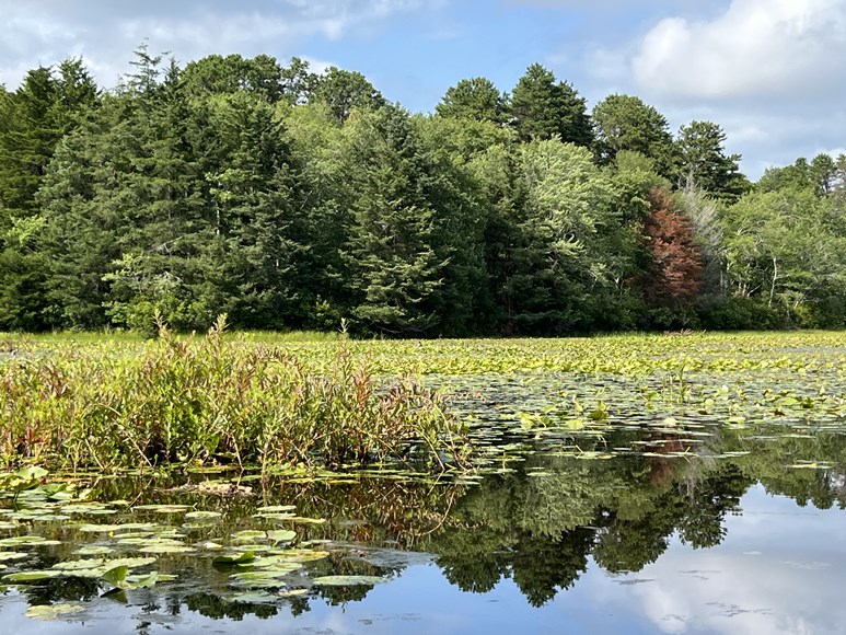 Cranberry Bog County Park