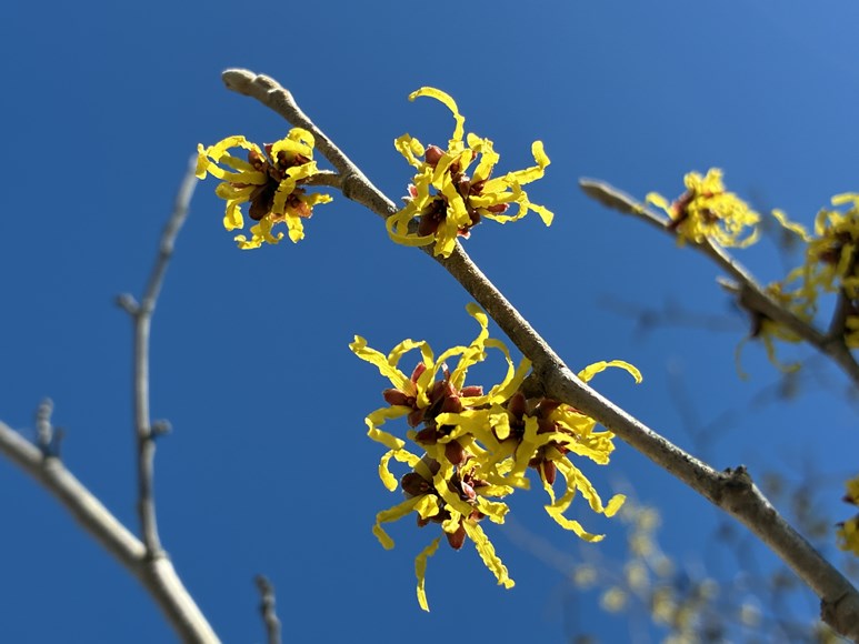 Witch Hazel March 2026