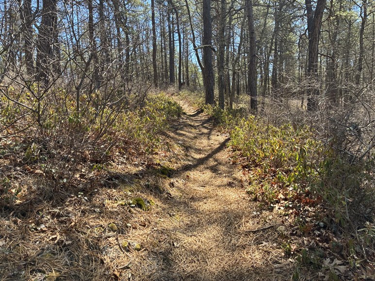 pine barrens trail