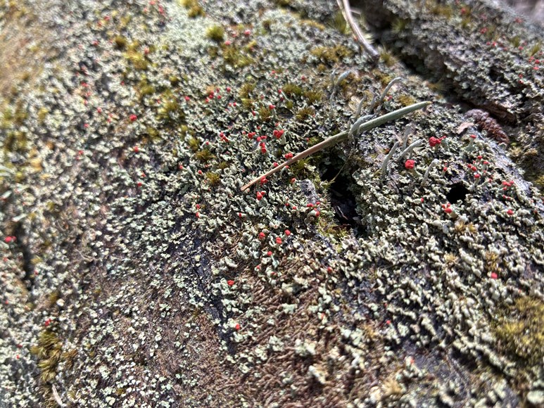 British Soldier Lichen