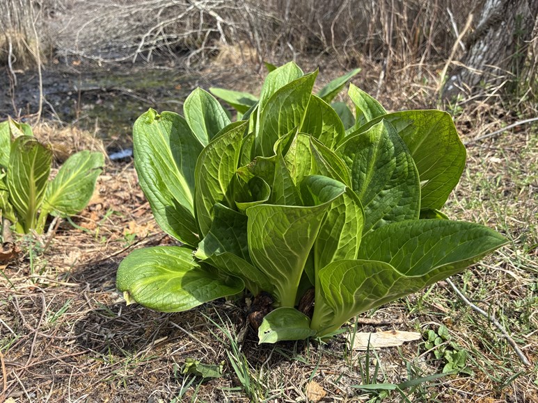 skunk cabbage, Southaven County Park