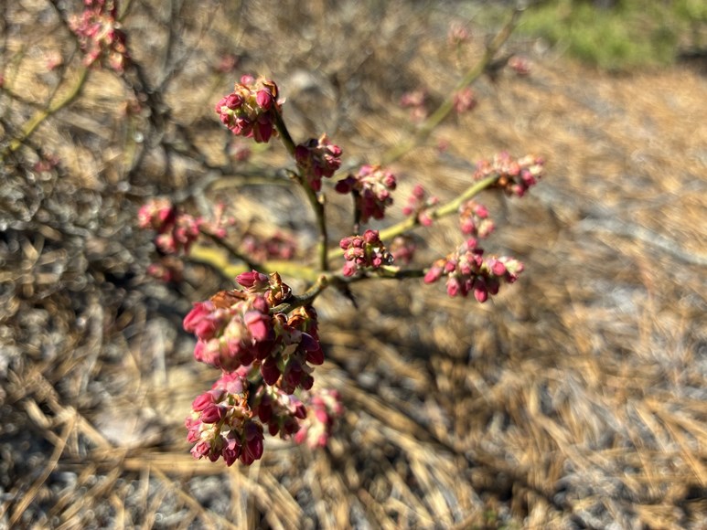 flowering huckleberry