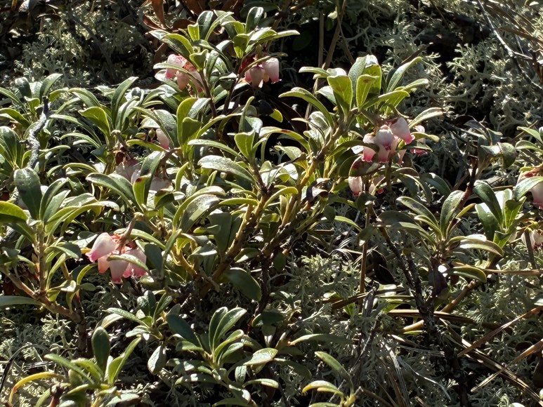 flowering bearberry