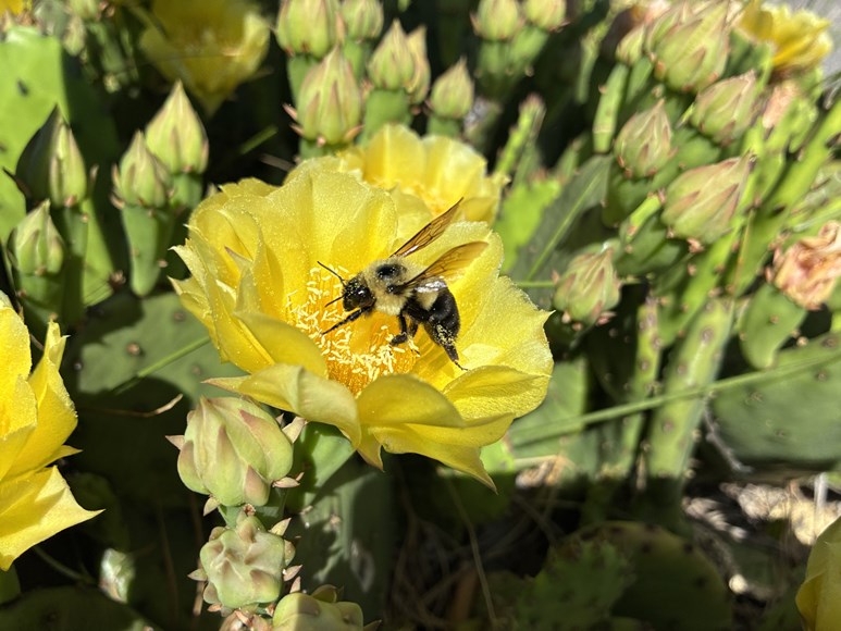prickly pear cactus