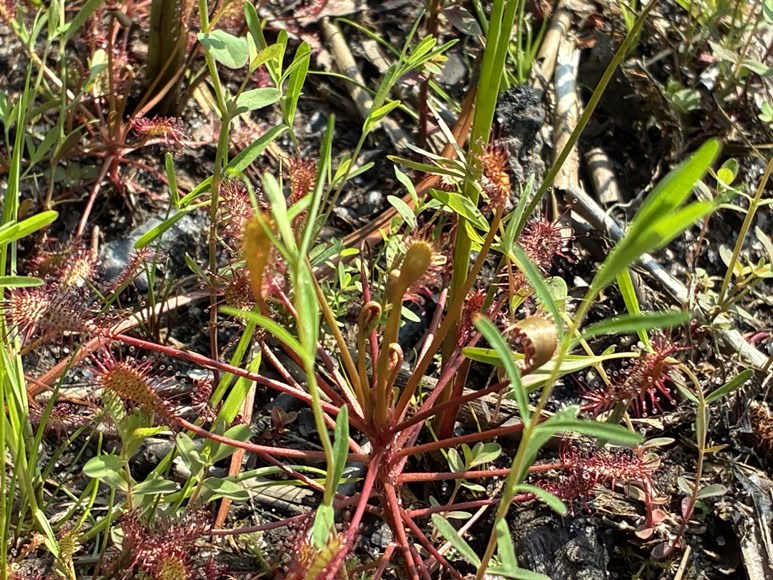 Sundew
