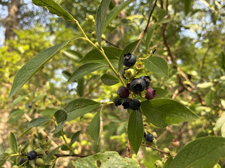 Highbush blueberry