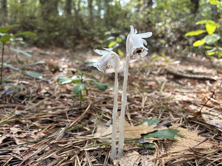 Ghost pipe