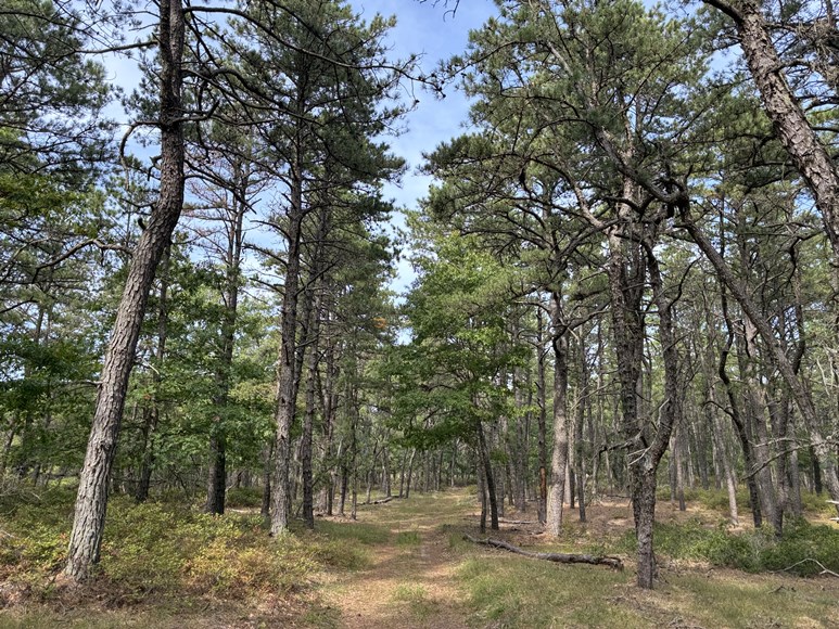 trail