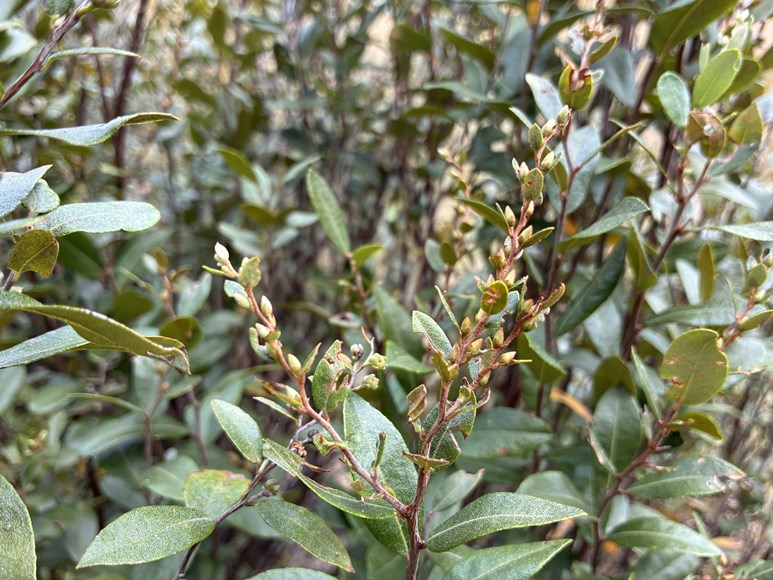 Leatherleaf