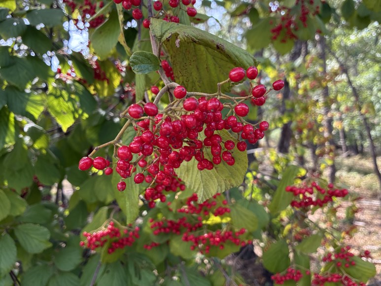 viburnum