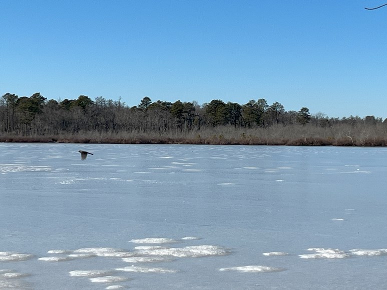 Jones Pond, Calverton