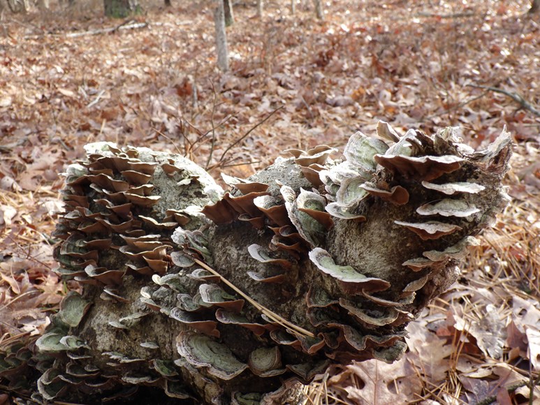 Turkey Tail Fungus, Manorville