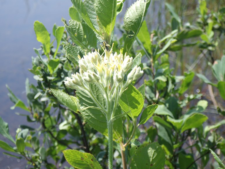Carolina Redroot