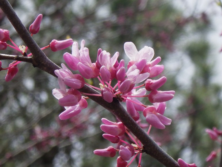 Eastern Redbud