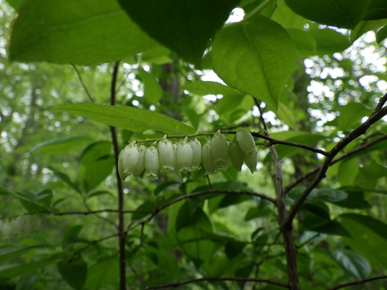 fetterbush
