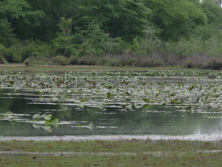 Coastal Plain Pond Manorville