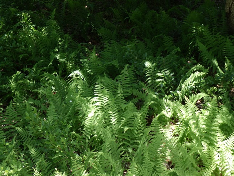 NY Ferns