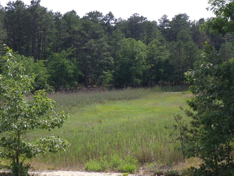 pond