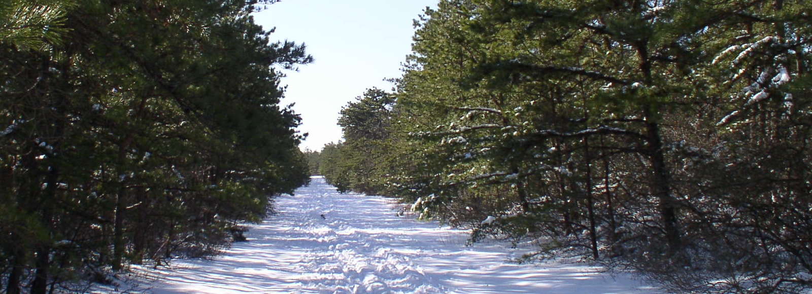 Welcome to the Central Pine Barrens