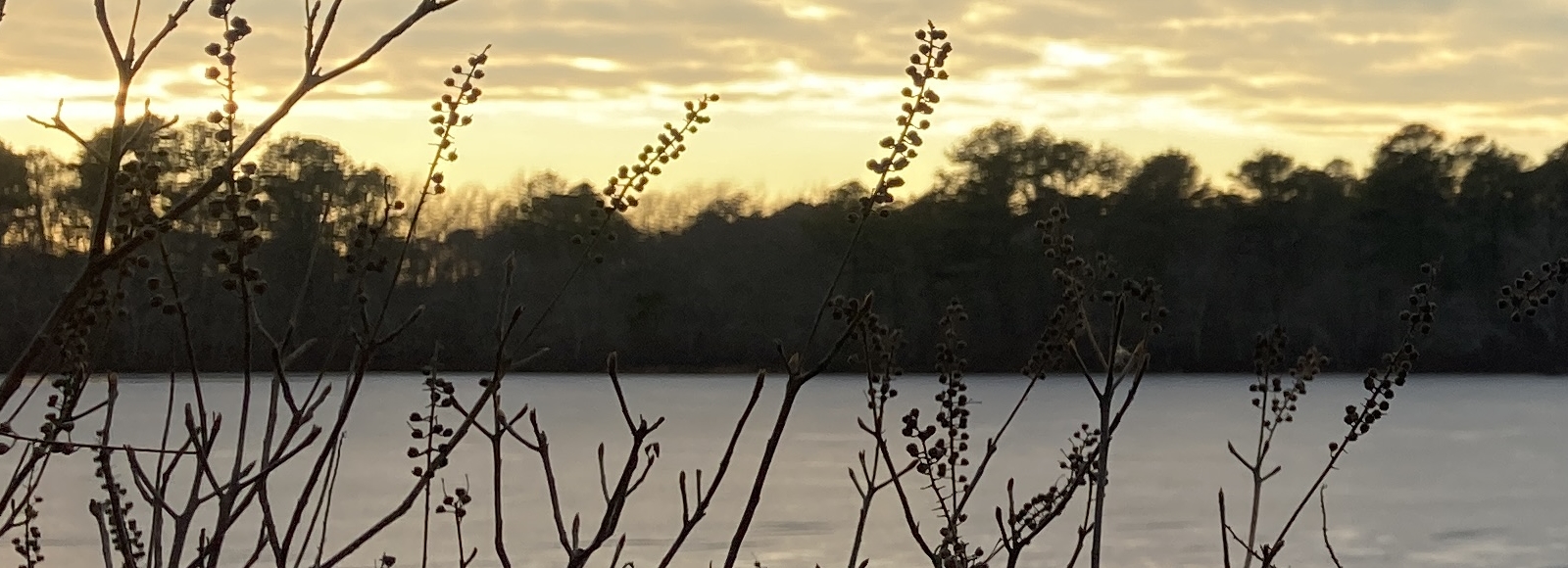 Celebrating 31 years of protecting a unique ecosystem for current and future generatio