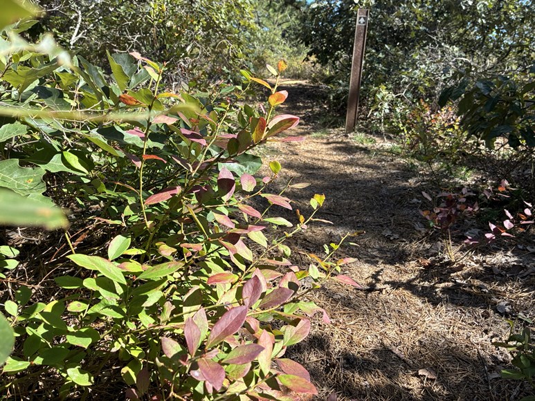 Blueberry in dpp