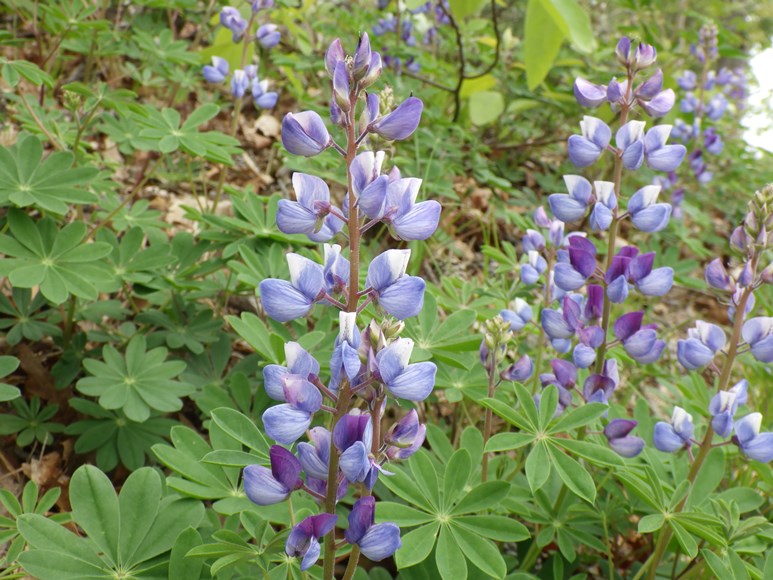 Blue Lupine