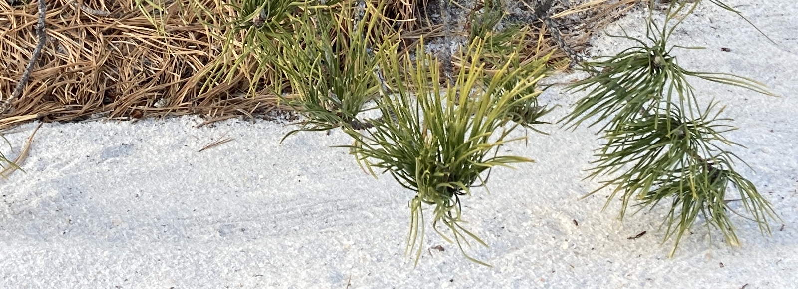 Central Pine Barrens Closeup