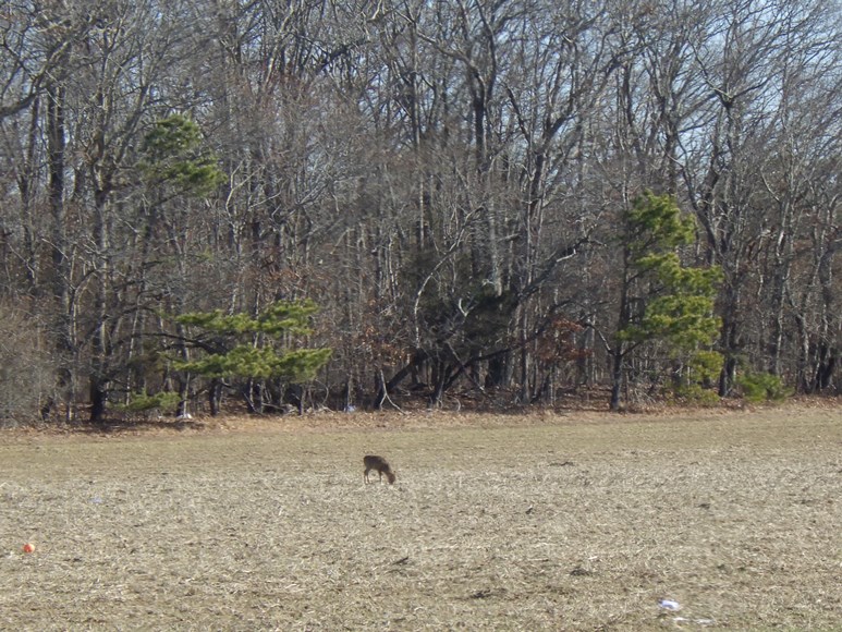 deer manorville