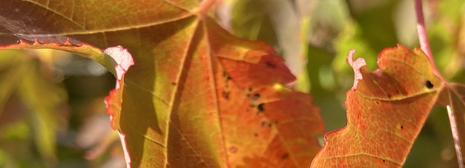 Autumn the Central Pine Barrens