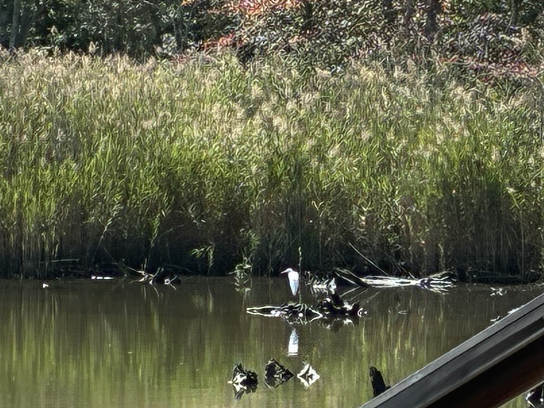 egret